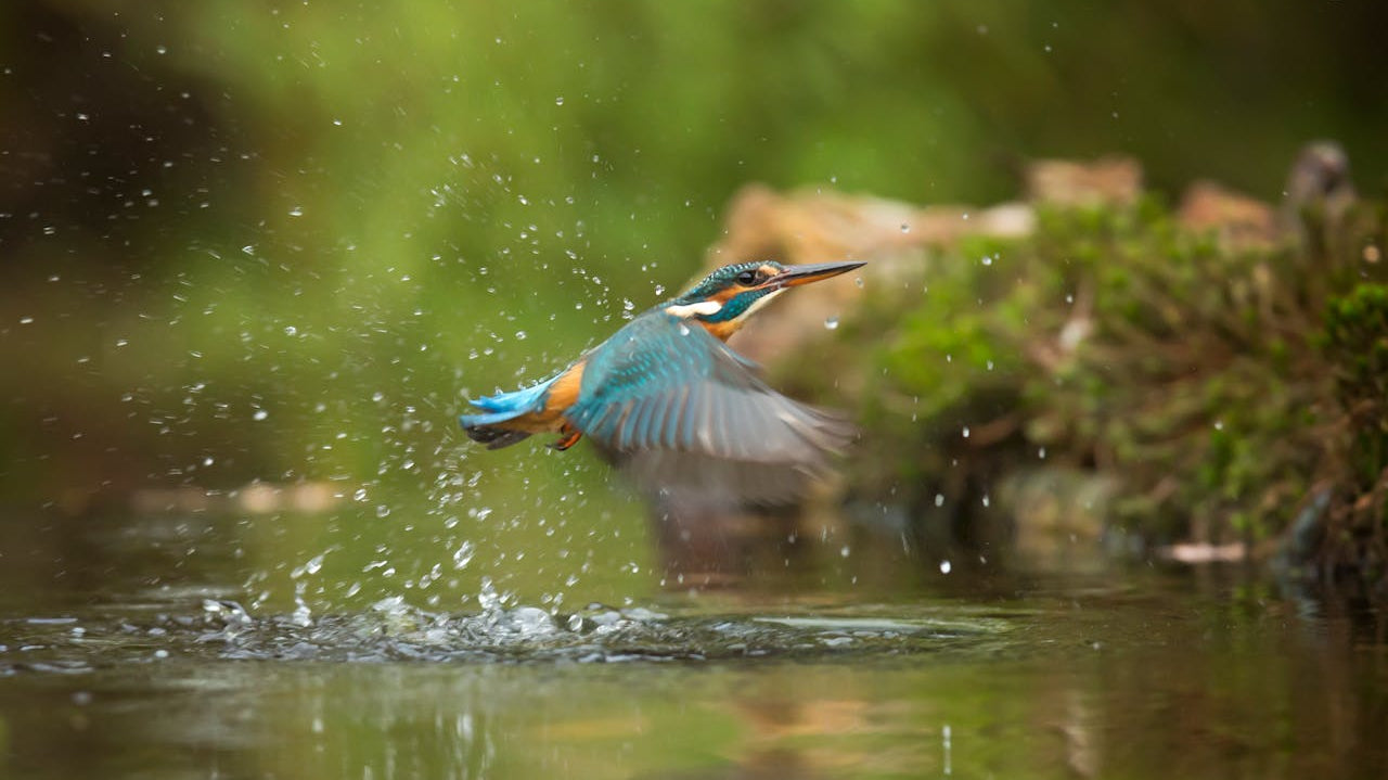 How to Use a Gimbal Head for Bird Photography | photo by Monique Laats