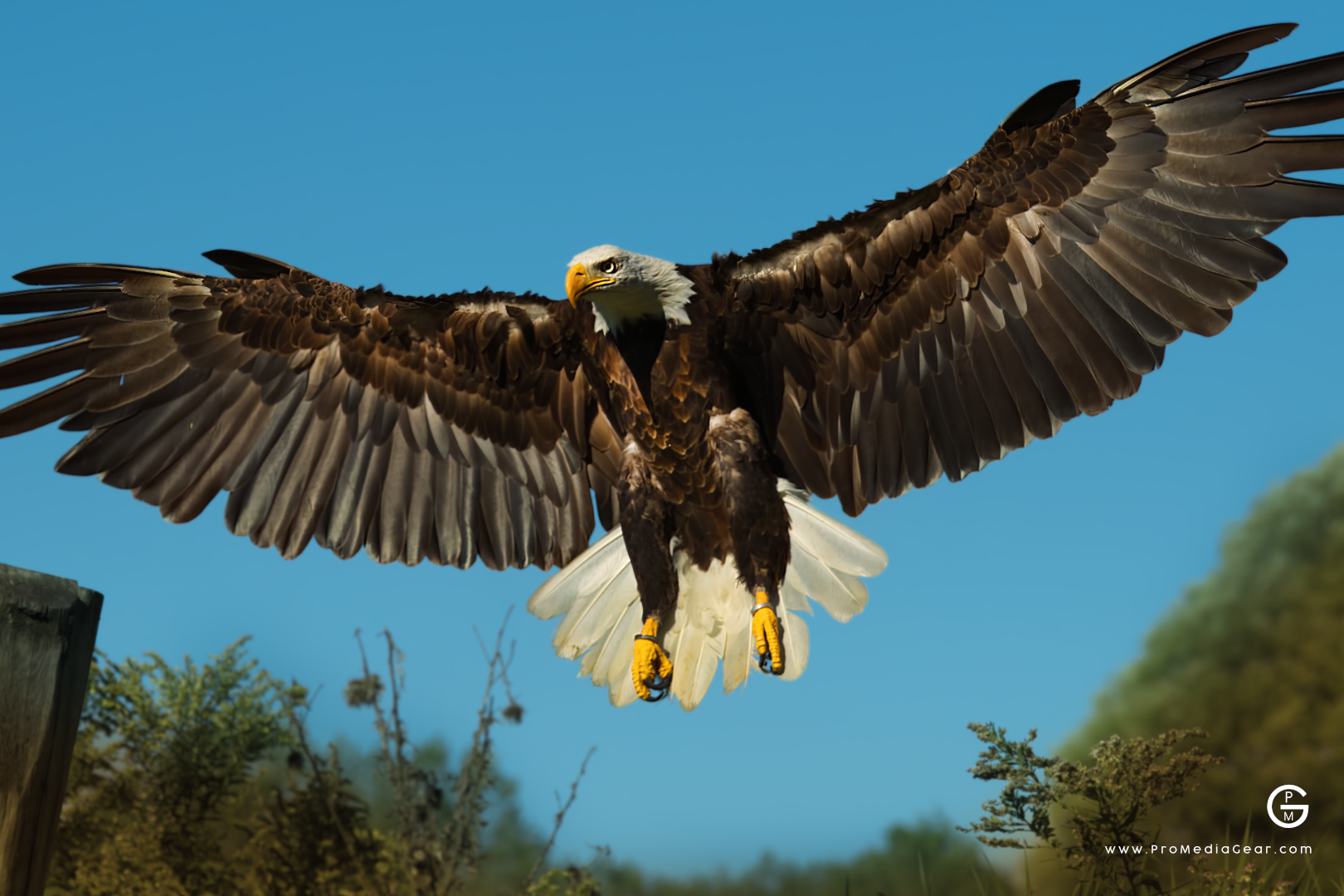 Beginner Tips Birds in Flight Photography