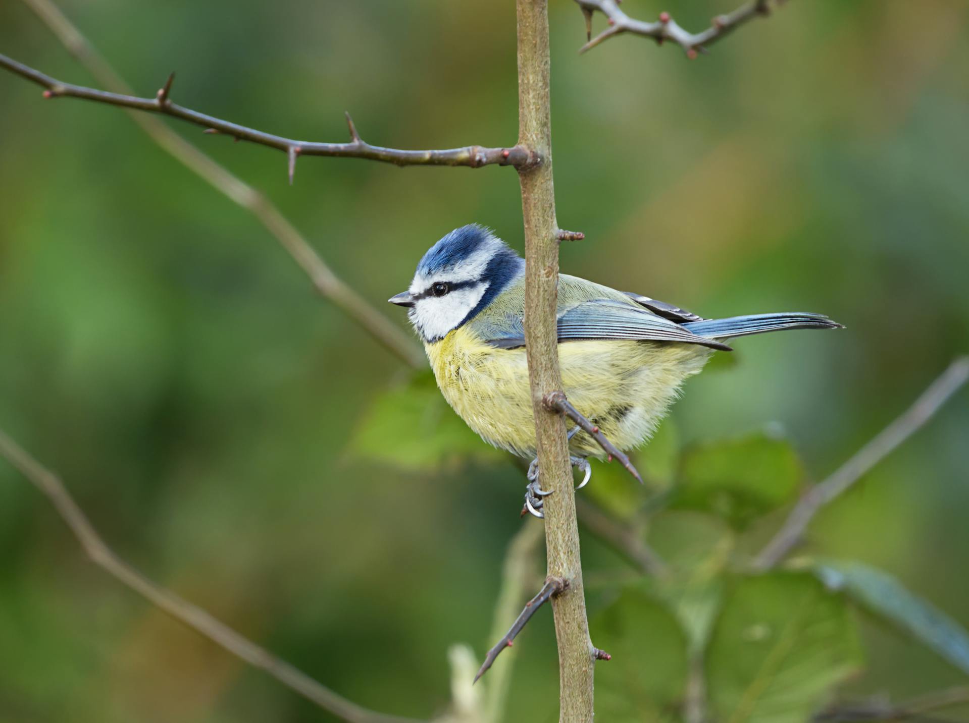 Eurasion Blue Tit