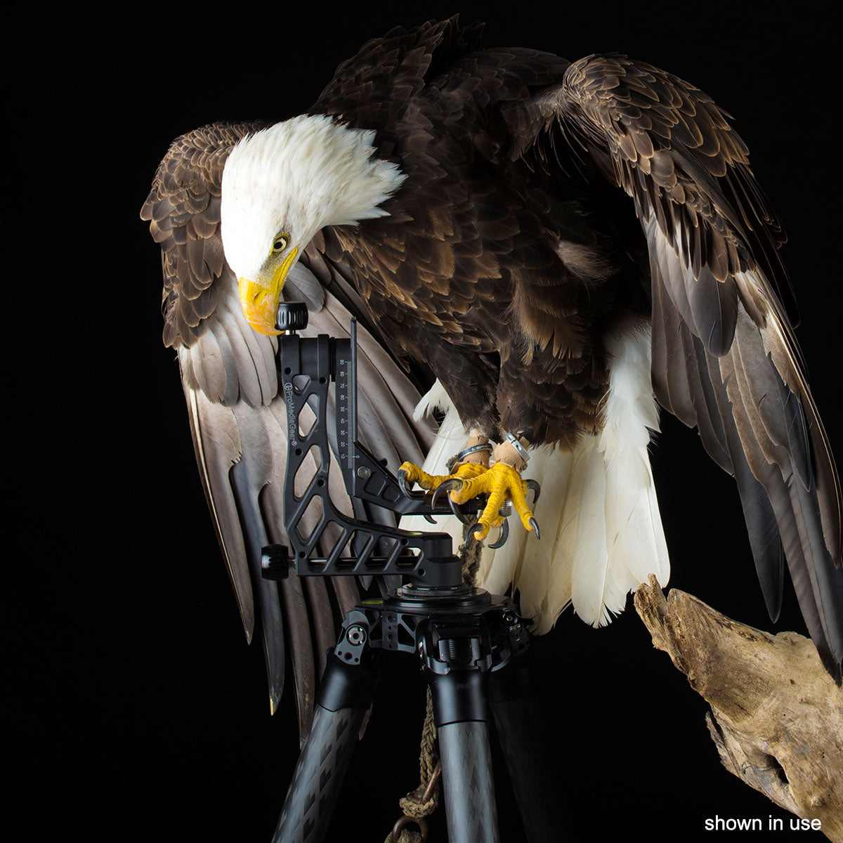 Eagle perched on GKJR Katana Pro Gimbal Head 