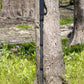 TR42MXL Carbon Fiber Monopod | 81 inches Height | Standard 1-4"-20 & 3-8"-16 threads